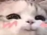 smugcat