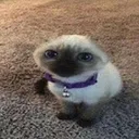 gato