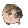 pugdance