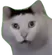 holyCat