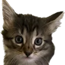 flapjack