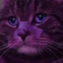 2049cat