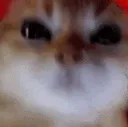 Rulers_catfurios