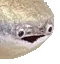 sacabam