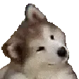 dogthink