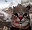 1000meowstare