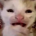 Cat Cry cat_cry Discord Emoji