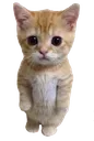lt_catStanding lt_catStanding