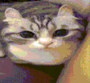 cat_explode2