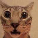 b_cat_shook