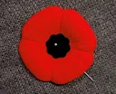 poppy
