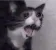 catscream