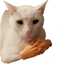 cat_devious