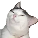 cat_sleep cat_sleep