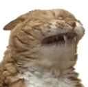cat_pain