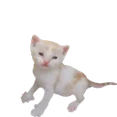 jinxy