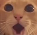 Catpog