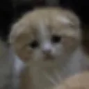 zvr_cat3 Discord Emoji