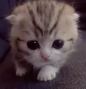 CatSilly1 Discord Emoji