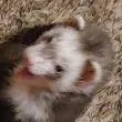 ferretPog Discord Emoji