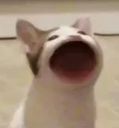 :pop_POP: