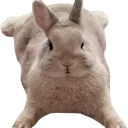bnuuy_sploot