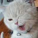 winkcat2