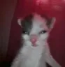 catantics9 Discord Emoji