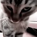 catantics10 Discord Emoji