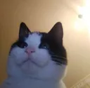 helloc