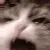 screamcat