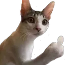 Cat_MiddleFinger