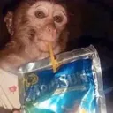 MonkeySip