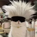 catgojo