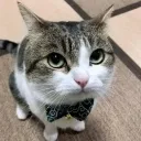 gentlecat