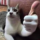 Gato_ThumbsUp