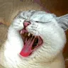 AAAA AAAA