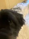 stella_stare