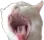 cat_scream
