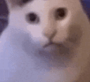 pB_huh Discord emoji