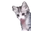 pB_yo Discord emoji