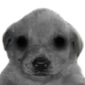 Pepitoeltraumadito Pepitoeltraumadito