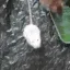ratAttack ratAttack