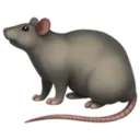 K9_rat