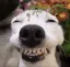 highdog highdog