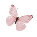 m_pink_butterfly