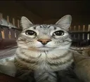 GatoIntrigado GatoIntrigado
