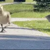 jrunningfromwhales