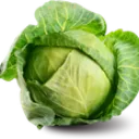 cabbage