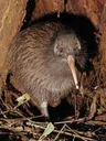 Kiwi Kiwi